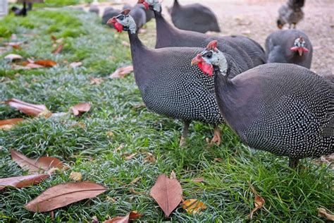 are there any chickens similar to guinea fowl